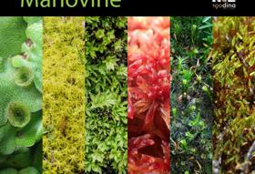 MAHOVINE, katalog