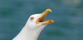 Što za tebe predstavlja galeb? Što za tebe predstavlja galeb?