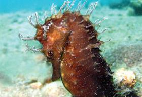 Izložba Flora i fauna Jadrana Prirodoslovnog odjela NMZ