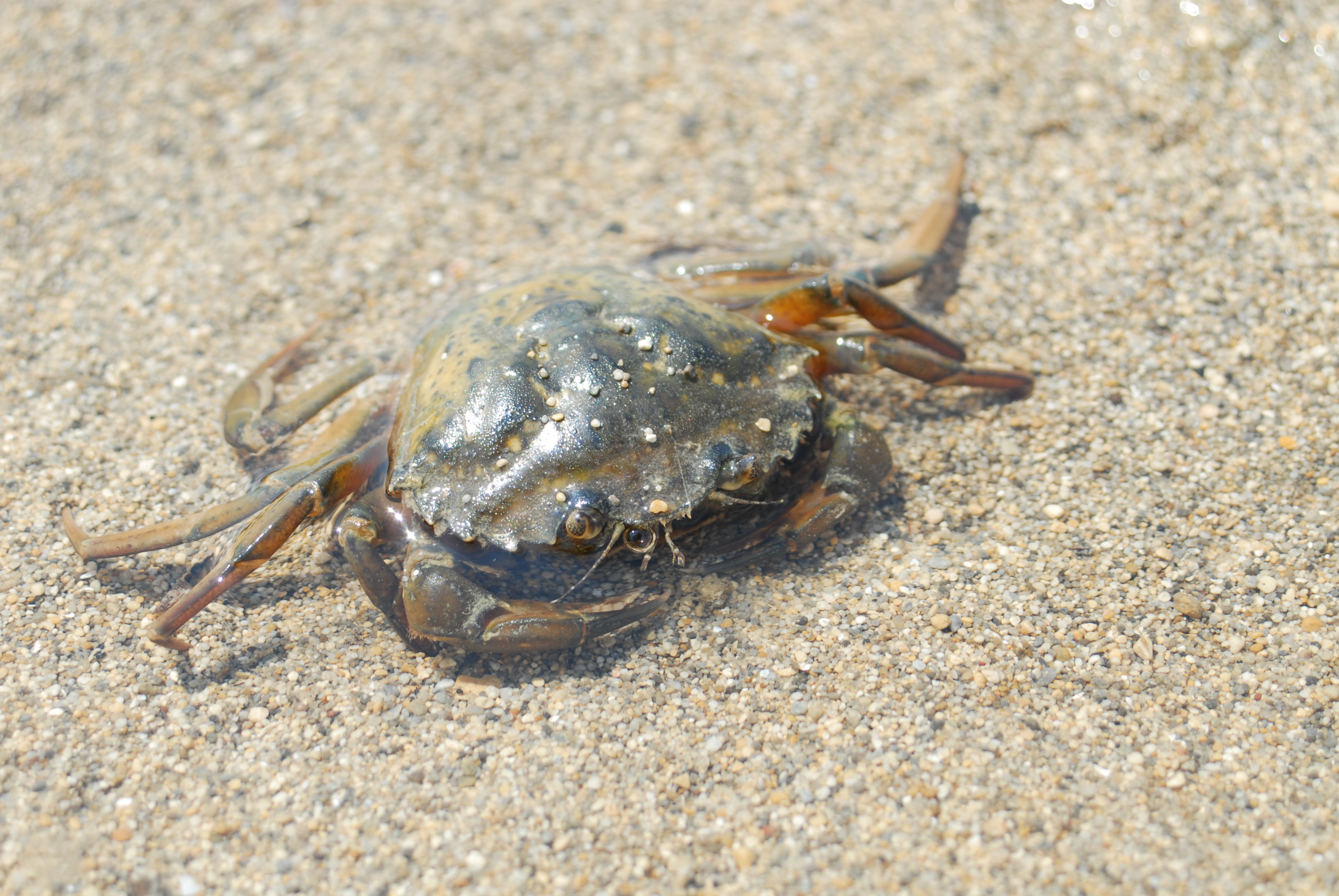 Mediteranski zeleni rak, lat. Carcinus aestuarii