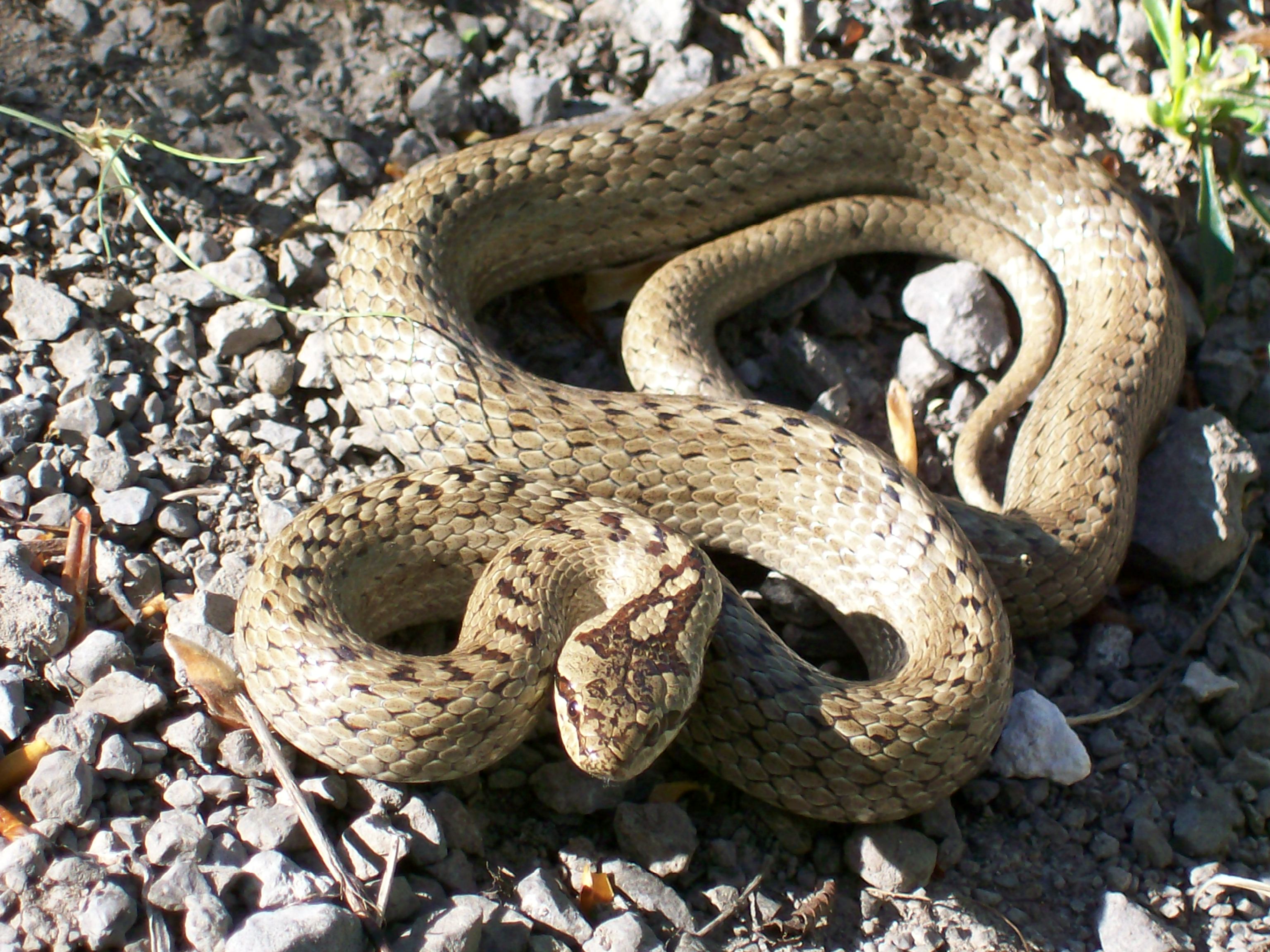 Obična smukulja (lat. Coronella austriaca)