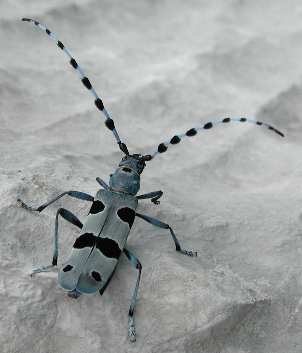 Alpska strizibuba (lat. Rosalia alpina)
