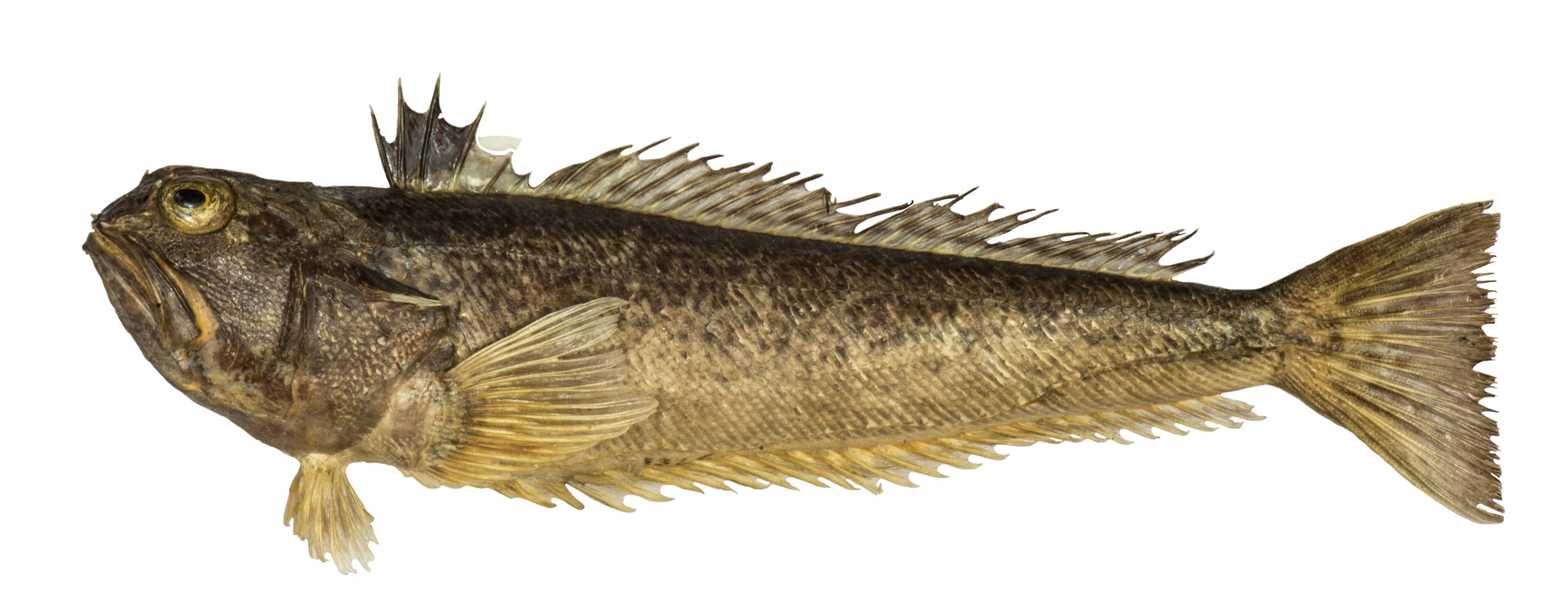 Pauk bijelac (lat. Trachinus draco)