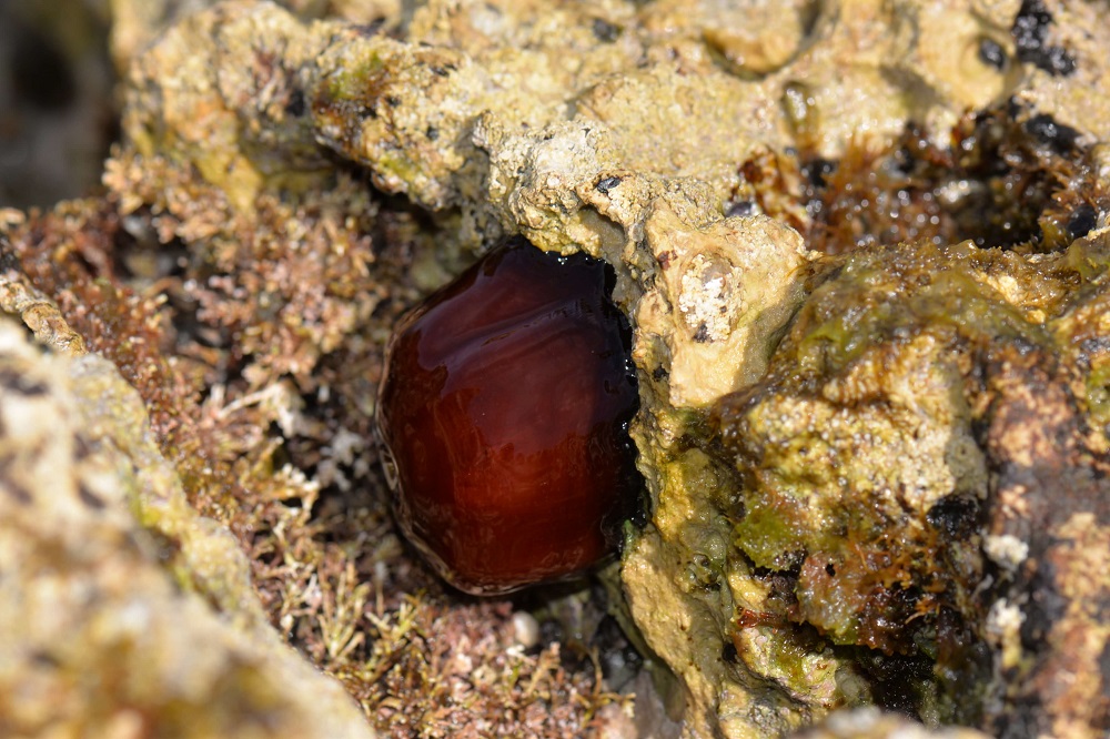 Crvena moruzgva, lat. Actinia equina