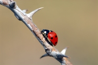 Bubamara Coccinella septempunctata