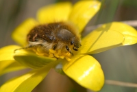 Ružičar Oxythyrea funesta