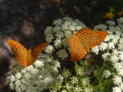 Srebrnopisana sedefica Argynnis paphia