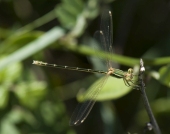 Sredozemna zelendjevica Lestes barbarus