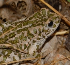 Zelena krastača Bufo viridis